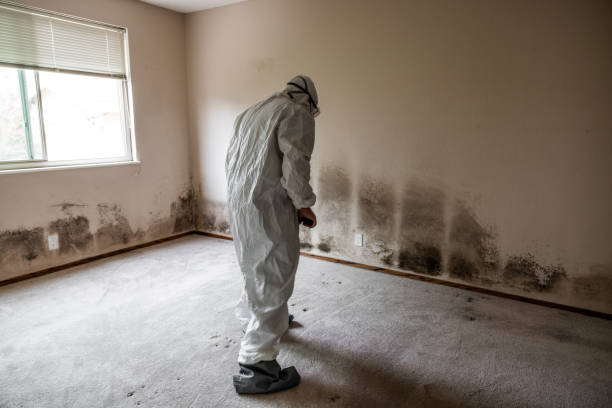 Professional Mold Removal in Bloomsburg, PA